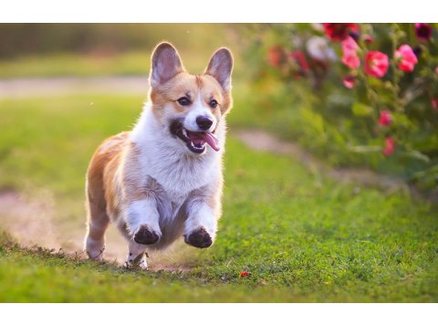 VF Hemp Supplements Fact Sheet