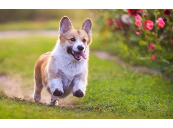 VF Hemp Supplements Fact Sheet